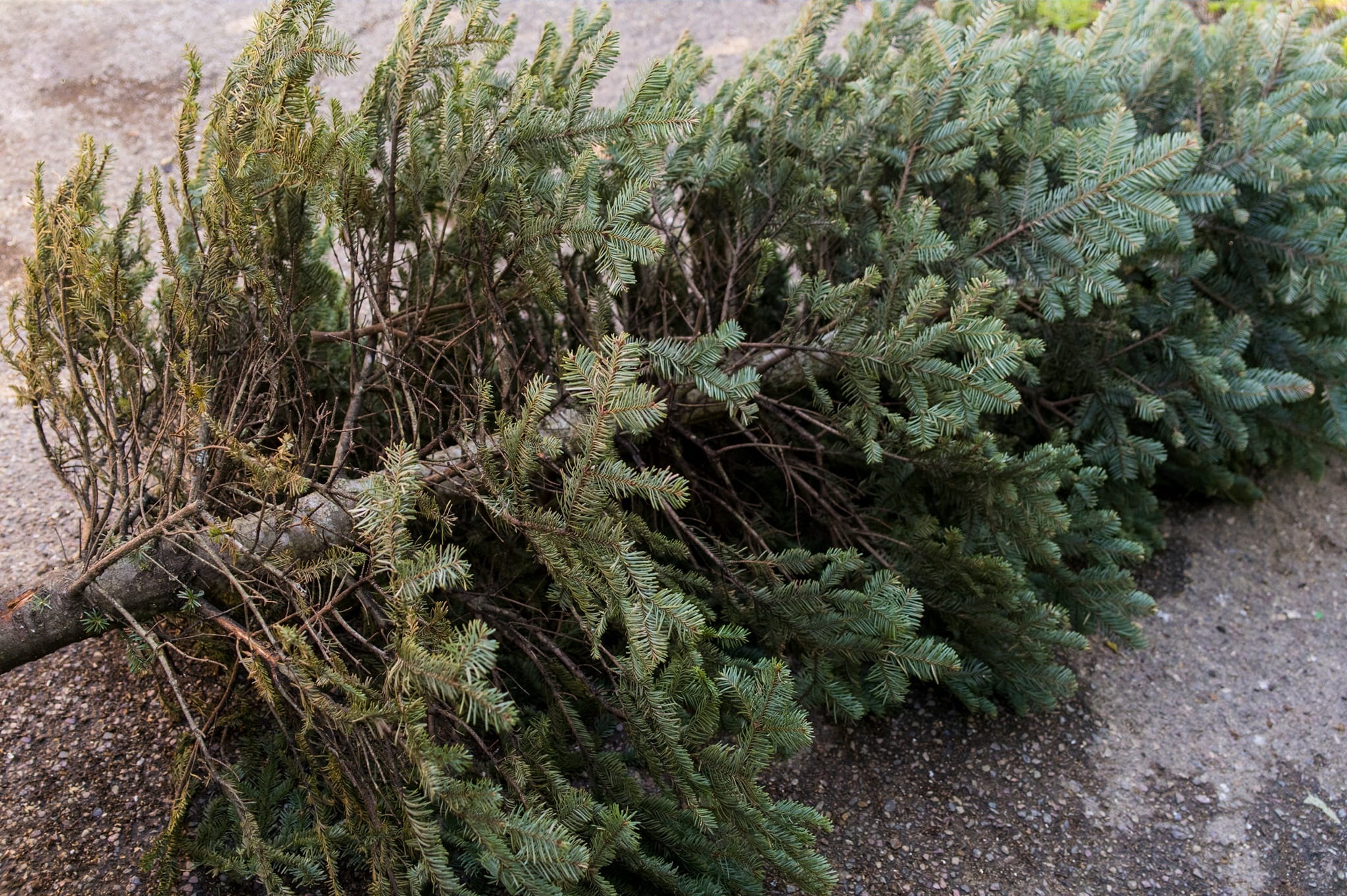 Pasadena Makes It Easy for Residents to Recycle Christmas Trees Pasadena Now