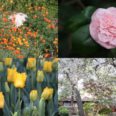 Descanso Gardens Abloom With Camellias