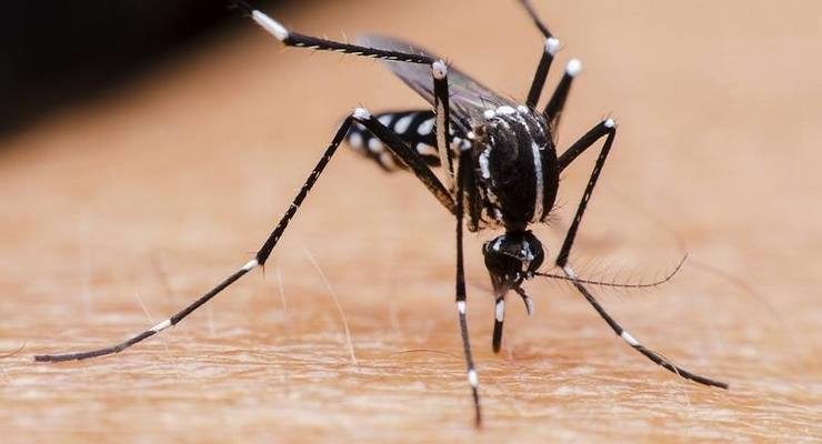 Le zanzare raccolte a San Marino sono risultate positive al virus West Nile – Pasadena ora