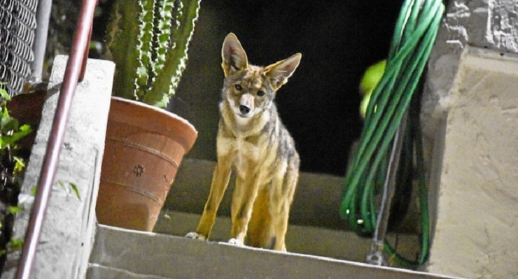 The Growing Coyote Problem