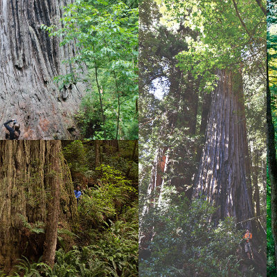 Adventure Group Announces Top Redwood Trees