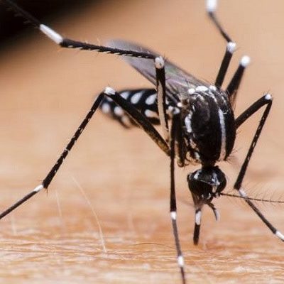 Mosquito Awareness Week Highlights Need to Prepare for Spring, Summer Mosquitoes