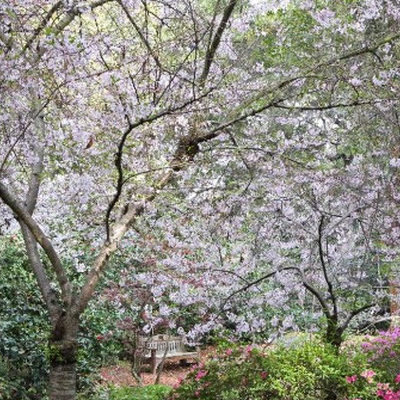 It’s Cherry Blossom Time @ Descanso Gardens
