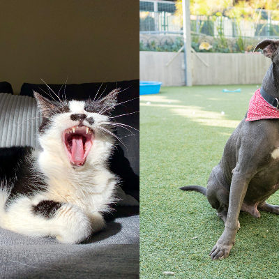 Pets of the Week at Pasadena Humane Society