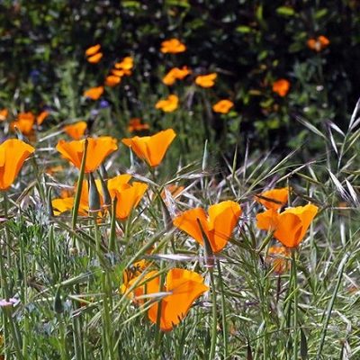 Descanso Gardens to Re-Open to the Public on Saturday, May 16th with New Social Distancing Rules in Place