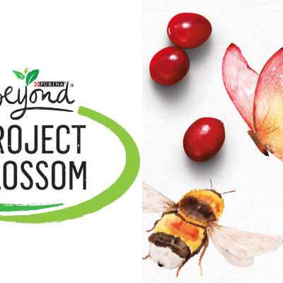 5 Ways to Help Pollinators Flourish