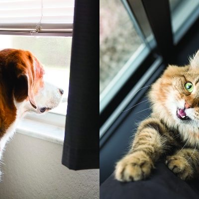 4 Ways to Help Transition Pets to Post-Quarantine Routines