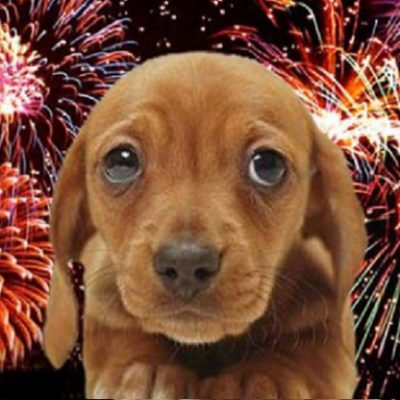 Alleviating Animal Anxiety: Helping Pets Cope With Fireworks