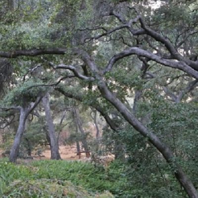 New Immersive Musical Experience at Descanso Gardens, Pete M. Wyer’s “The Sky Beneath Our Feet,”  Celebrates the Garden’s Coast Live Oaks