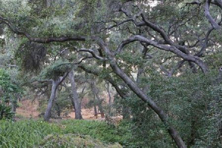 New Immersive Musical Experience at Descanso Gardens, Pete M. Wyer’s “The Sky Beneath Our Feet,”  Celebrates the Garden’s Coast Live Oaks