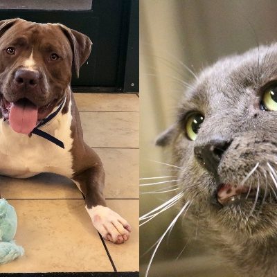 Pets of the Week at Pasadena Humane Society