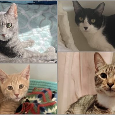 Where to Find a Kitten Companion in Pasadena on National Cat Day