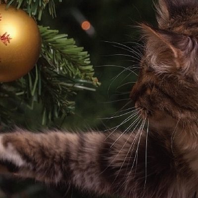 Save a Pet by Learning About the Holiday Emergencies Animals Face