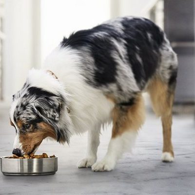 How Probiotics can Support Your Pet’s Health
