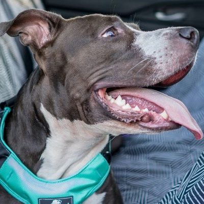 Pasadena-Based Company’s Safety Harness For Big Dogs Earns Safety Certification