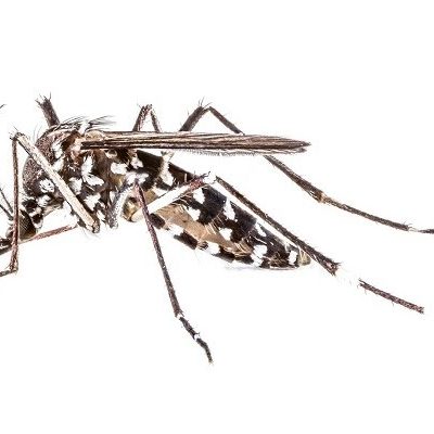 One Less Worry: Mosquitos Do Not Transmit COVID-19 – But They’re Still More Than Just Annoying