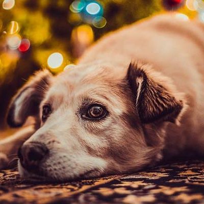 Tips for Protecting Pets on New Year’s Eve