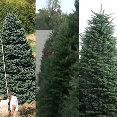 Where to Find Christmas Trees Lots In and Around Pasadena – And Some Important Tree-Care Tips