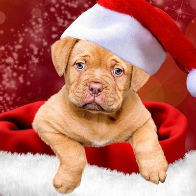 Pasadena Humane Reminds You to Think Twice Before Buying a Puppy as a Christmas Gift