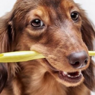 When’s the Last Time You Checked on Your Pet’s Dental Health?