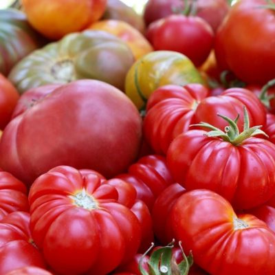 Tomatomania! Announces Return to Descanso Gardens