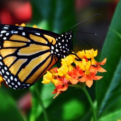Learn How to Attract Monarch Butterflies With Native Plants