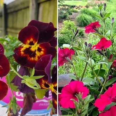 Brighten and Boost Your Garden with Ease by Planting Petunias and Pansies