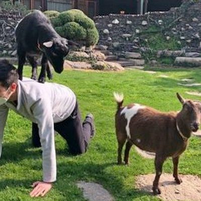 Goat Yoga on the Gamble House’s Back Yard Lawn