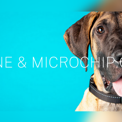 Pasadena Humane Hosts Free Microchip Clinics in Lead Up to Busy 4th of July Holiday