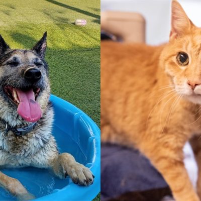 Pets of the Week at Pasadena Humane