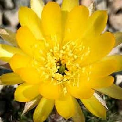 Pick Up Some Cactus and Succulents, Roses, Shrubs, Perennials and Other Plants for Your Garden at This Plant Sale Wednesday