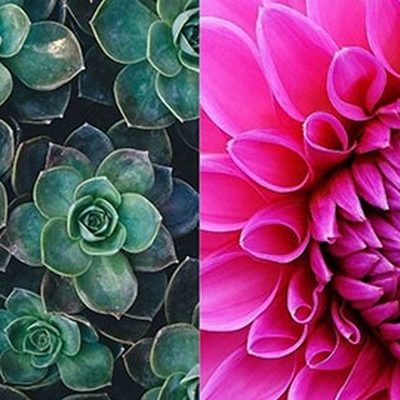 Succulents and Dahlias in Floral Design