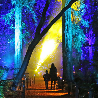 Descanso Gardens’ Captivating Enchanted Forest of Light Returns to Brighten the Holidays