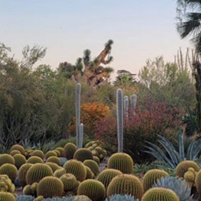 Eat and Drink Your Way Through the Huntington Library’s Desert Garden