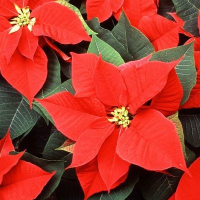 Tips for Making Your Poinsettias Shine Through the Season and Beyond