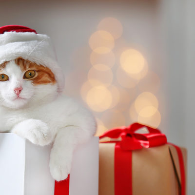 You Can Bring a Purry, Furry Friend Home for the Holidays From Today’s Whisker Wonderland