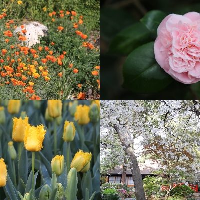 Descanso Gardens Abloom With Camellias & Plans for Spring