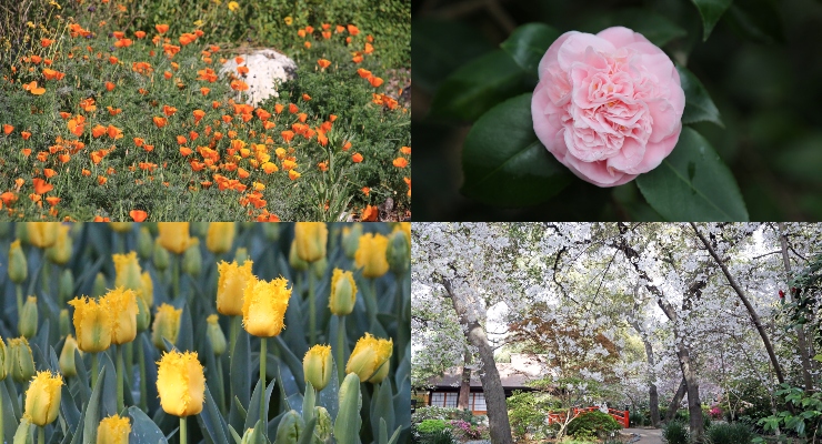 What's in Bloom - Descanso Gardens