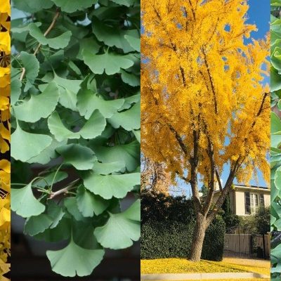 Tree of the Month: The Ginkgo Biloba