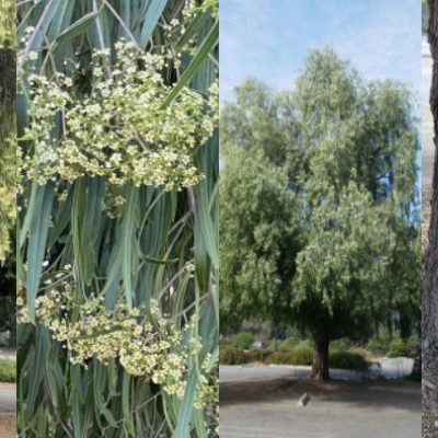 Pasadena Tree of the Month| The Australian Willow