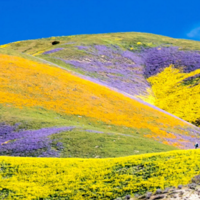 Day Tripping: Is a Super Bloom In the Offing?