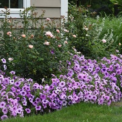 Take Pride in DIY Landscaping: Easy Ways to Add Bold Colors to Your Garden