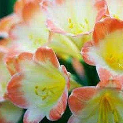 Hundreds of Beautiful Clivias On View, For Sale This Weekend