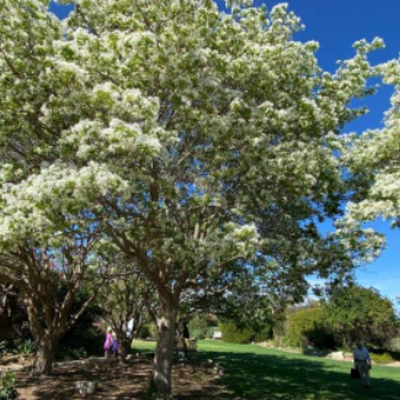 Pasadena April Tree of the Month: The Chinese Fringe Tree (Chionanthus Retusus)