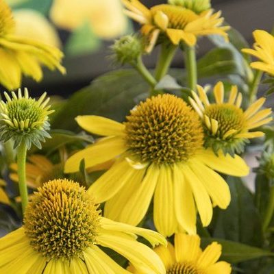 Pretty, Portable Pollinator Gardens: Top 10 Plants for Pollinator-Friendly Containers