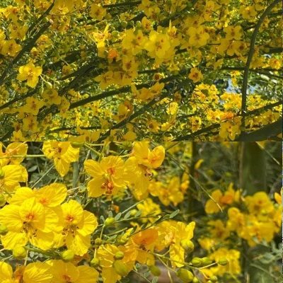 Pasadena’s Tree of the Month for May: The Parkinsonia Florida, the ‘Blue Palo Verde’
