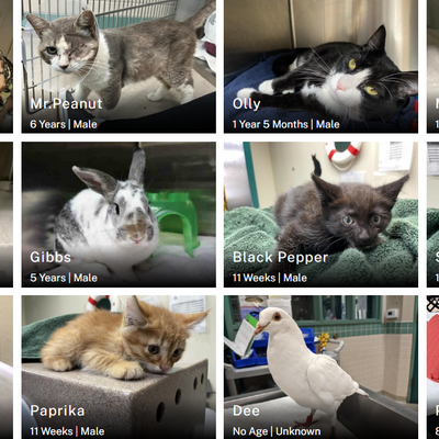 Adopt a Furry Friend This Weekend During Pasadena Humane’s Free Pet Adoption Day