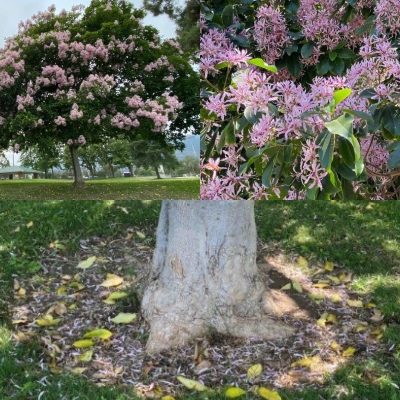 Pasadena June Tree of the Month: The Calodendrum Capense “Cape Chestnut”