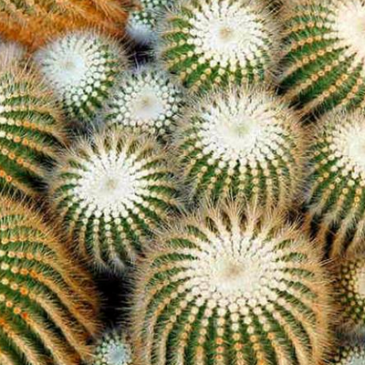 The Early Bird Catches the Cactus: Take an Early Shot Friday at the Huntington Library’s Weekend Cactus and Succulent Show