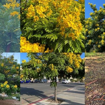 Tree of the Month | Cassia Leptophylla, the ‘Gold Medallion’ Tree
